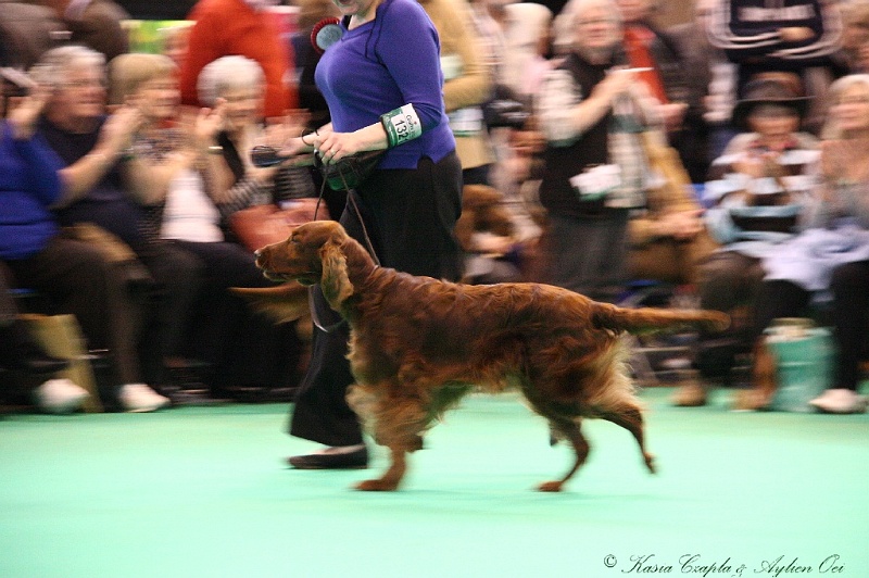 Crufts2011_2 006.jpg